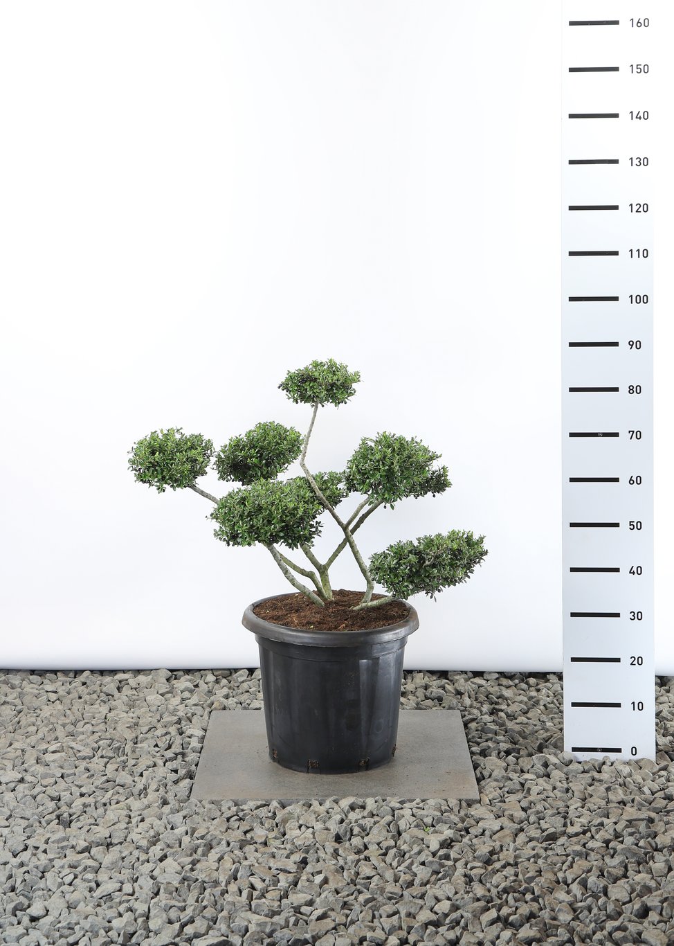 Ilex crenata 'Stokes' - 60-70 CM Multiplateau EXTRA in Cont.